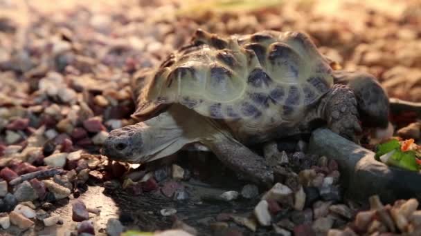 Tortuga mutante con cabezas — Vídeos de Stock