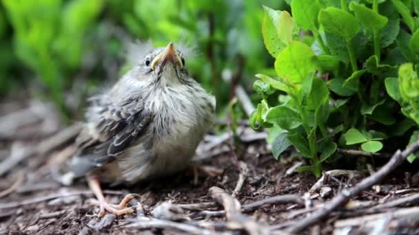 Little bird sits in the bushes and looks around — Stock Video