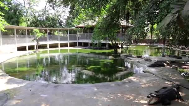 Crocodilos na fazenda de crocodilos — Vídeo de Stock