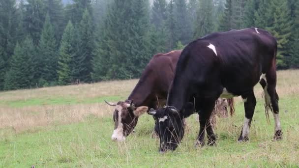 Vacas de exploração no prado — Vídeo de Stock