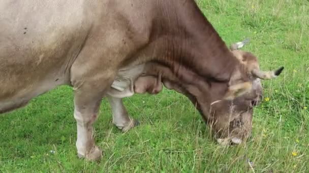 Boerderij koe op weide — Stockvideo