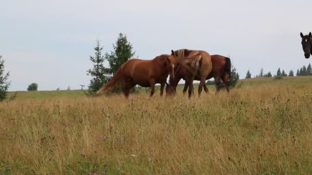 Caballos en pastos de verano — Vídeo de stock