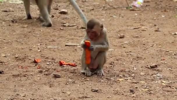 アカゲザルは地面に座っているし、果物を食べる — ストック動画