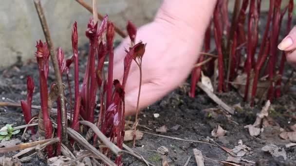 Kvinnan städar marken nära unga plantor — Stockvideo