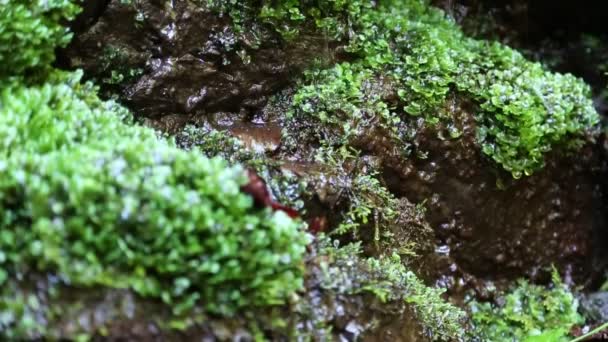 Water from beautiful brook in forest — Stock Video