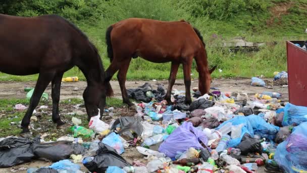 Άλογα τρώει φαγητό στην χωματερή — Αρχείο Βίντεο