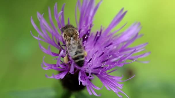 Abeja trabajadora en flor púrpura — Vídeo de stock