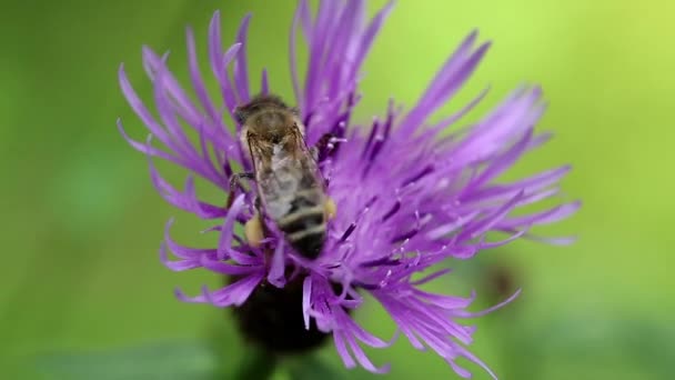 Munkavállaló méhek a lila virág