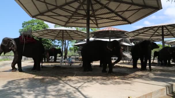 Elefante en el Jardín Zoológico — Vídeo de stock
