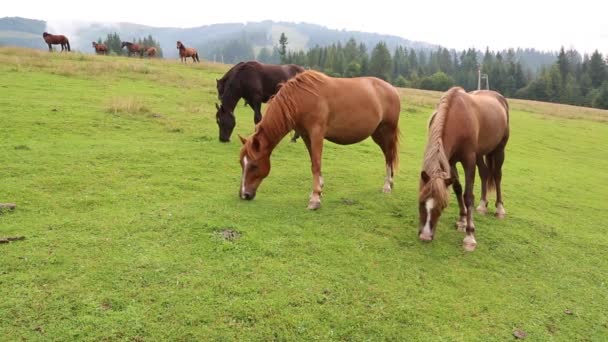 Cavalos em pasto de verão — Vídeo de Stock