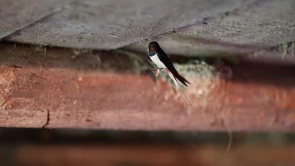 Svälja fåglar i boet. — Stockvideo