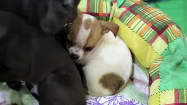 Brinquedo terrier Cachorrinhos — Vídeo de Stock