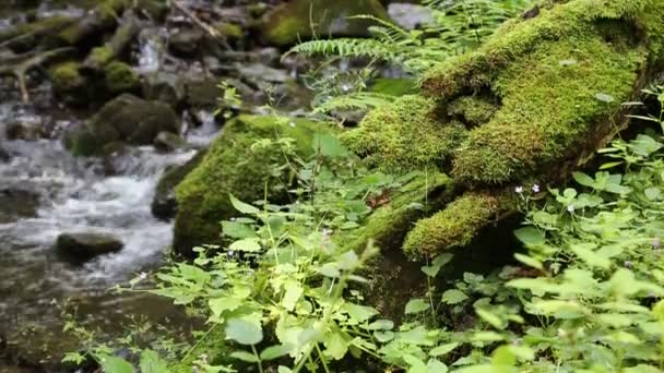 Hermoso río pequeño — Vídeos de Stock