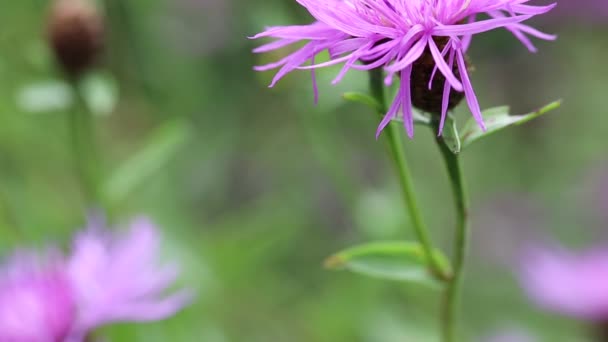 Paarse bloem in de Karpaten gebergte — Stockvideo