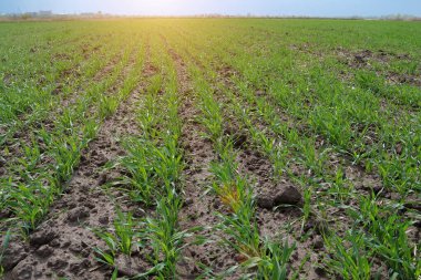 Tarlada taze buğday filizleri