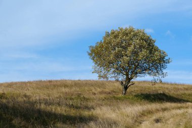 Sonbahar ağaçları, güzel bulutlar ve gökyüzü