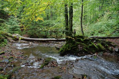 Ukrayna 'daki Karpat Dağları' nın güzel vahşi doğası, küçük nehir ve sonbahar ağaçları