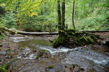 Ukrayna 'daki Karpat Dağları' nın güzel vahşi doğası, küçük nehir ve sonbahar ağaçları