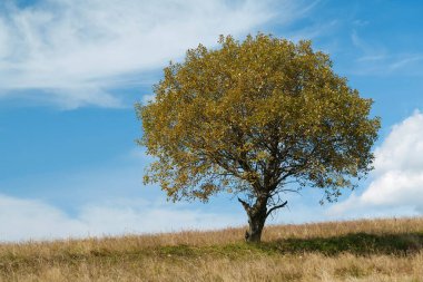 Otlaklarda yalnız sonbahar ağacı ve güzel Karpat Dağlarında beyaz bulutlar.