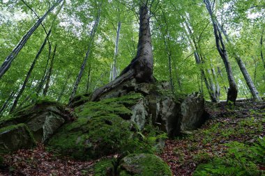 Yaprak döken ormanlarda kayaların üzerinde yetişen ağaçlar, Ukrayna 'daki Karpat Dağları' nın güzel vahşi doğası.