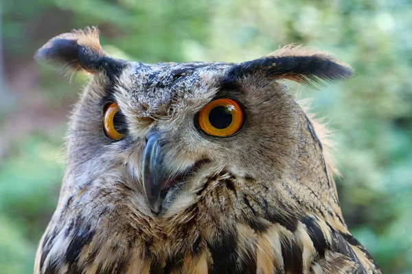 Female eagle owl with big eyes in the forest