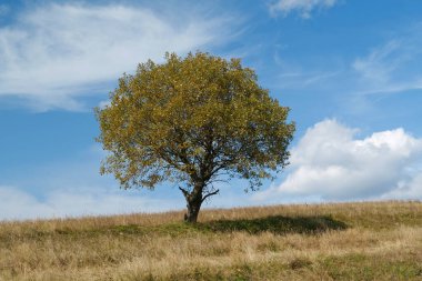 Otlaklarda yalnız sonbahar ağacı ve güzel Karpat Dağlarında beyaz bulutlar.