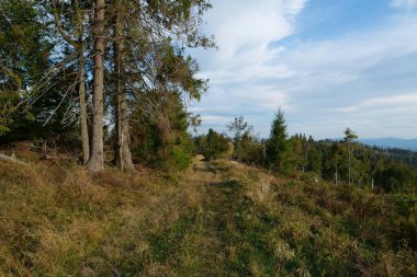 Kozalaklı orman ve güzel bulutlar Karpat Dağları, Ukrayna