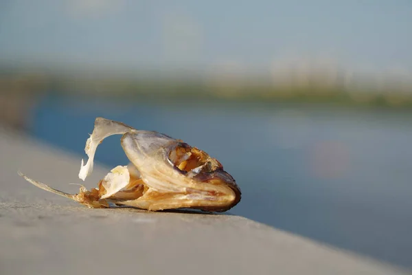 Head of eaten dried fish on the river bank