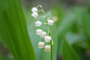 Vadinin güzel zambağı