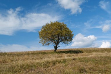 Yalnız sonbahar ağacı ve Karpat Dağları 'nda güzel bulutlar