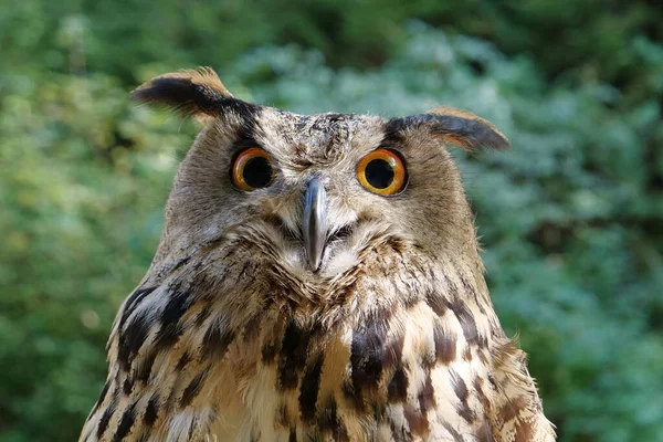 Eagle owl with big eyes gazes intently at the camera