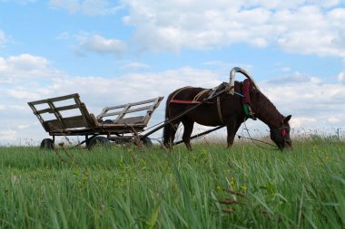 At arabasıyla güzel çayırlarda