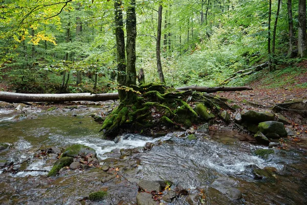 Karpat Dağları 'nın güzel vahşi doğası, küçük nehir ve sonbahar ağaçları