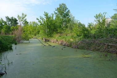 Yeşil bataklık manzarası