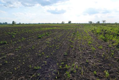 Genç ekinlerle dolu kır arazisi