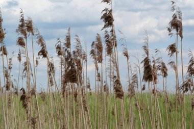 Gökyüzü, bulutlar ve kuru bitkiler rüzgarda