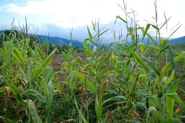 Tarladaki yeşil mısır saplarının görüntüsü
