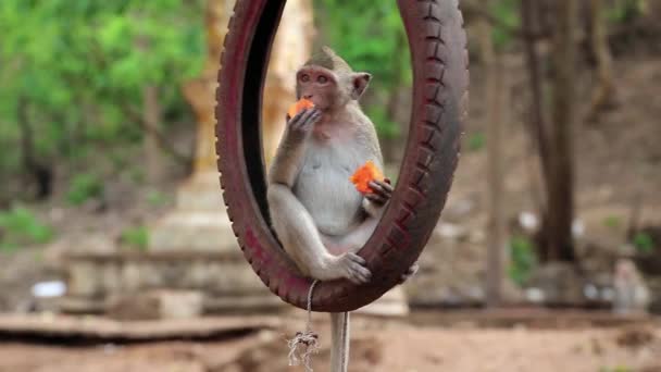 Monkey sitting inside the wheel and eats fruit — Stock Video
