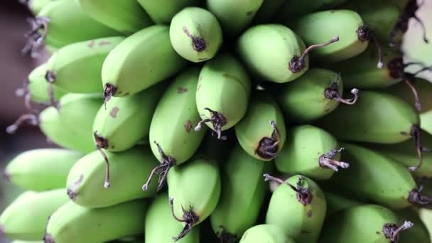 Tros groene bananen — Stockvideo