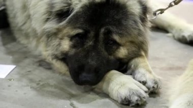 Beyaz köpekler bir kaç