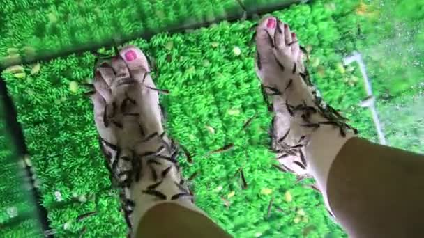 Garra Rufa poissons nettoie l'épiderme des pieds — Video