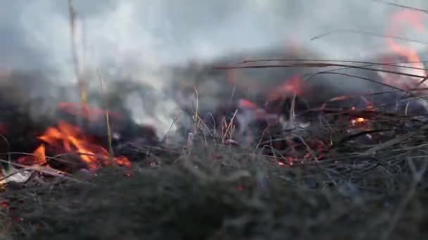 Жжение сухой травы — стоковое видео