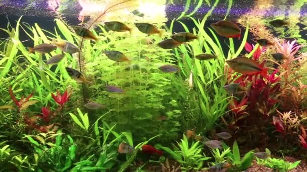 Peixes de aquário e plantas aquáticas — Vídeo de Stock