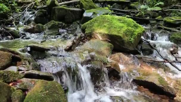 Hermoso río pequeño — Vídeos de Stock