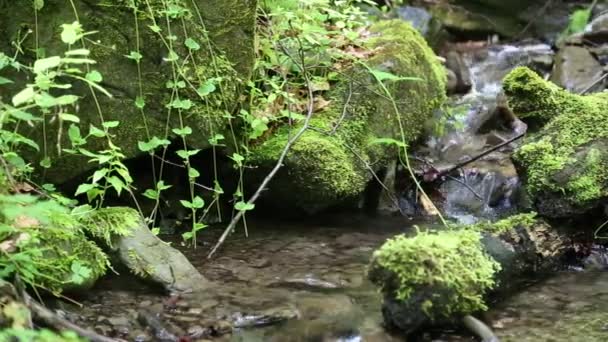 Beautiful small brook — Stock Video