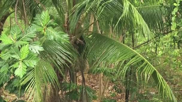 Lluvias tropicales en la selva — Vídeo de stock