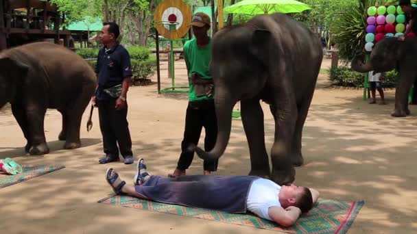 People at   show of elephants — Stock Video