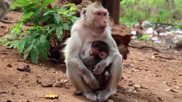 Macaco com filhote senta — Vídeo de Stock