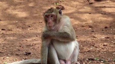Rhesus makak yere oturur