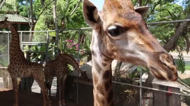 Giraffe in zoological garden — Stock Video